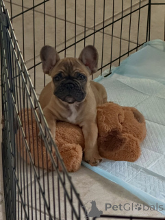Photo №2 de l'annonce № 163617 de la vente bouledogue - acheter à Allemagne éleveur