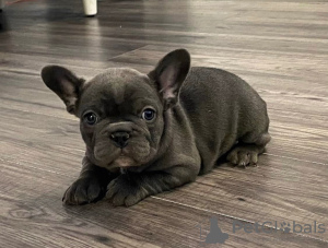 Photo №1. bouledogue - à vendre en ville de Вилкавишкис | 284€ | Annonce №40973