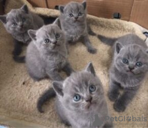 Photo №1. british shorthair - à vendre en ville de Берлингероде | Gratuit | Annonce № 116109