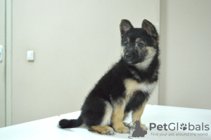 Photo №2 de l'annonce № 96890 de la vente chien bâtard - acheter à Biélorussie annonce privée