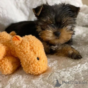 Photo №3. Yorkshire-Terrier-Welpen suchen ein neues Zuhause. Kontaktieren. Allemagne