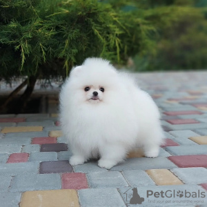 Photos supplémentaires: Adorables chiots de Poméranie