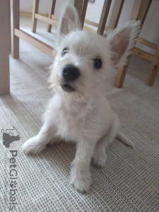 Photo №2 de l'annonce № 67944 de la vente west highland white terrier - acheter à Bulgarie 