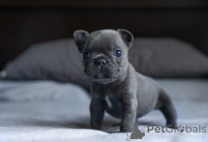 Photo №1. bouledogue - à vendre en ville de Courcelles | négocié | Annonce №170510
