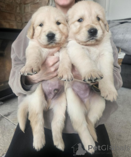 Photo №2 de l'annonce № 154058 de la vente golden retriever - acheter à Belgique annonce privée