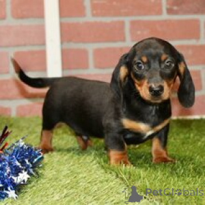 Photo №3. Alisdair Adorable chiot teckel mâle noir et feu (11 semaines). Allemagne