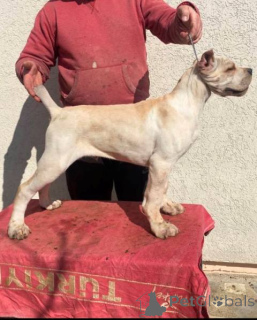 Photo №3. Chiot Cane Corso. Serbie