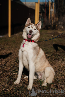 Photo №2 de l'annonce № 119167 de la vente husky de sibérie - acheter à Fédération de Russie 