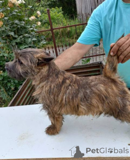 Photo №1. cairn terrier - à vendre en ville de Batočina | négocié | Annonce №156660