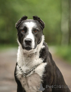 Photo №3. La jeune chienne domestique Lola entre de bonnes mains. Fédération de Russie