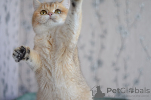 Photos supplémentaires: Nous vous proposons des chatons d'une race élite British golden chinchilla NY11.