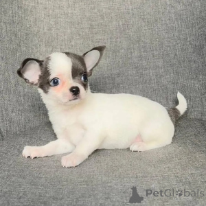Photo №2 de l'annonce № 168160 de la vente chihuahua - acheter à L'Autriche annonce privée