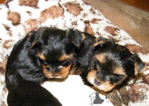 Photo №1. yorkshire terrier - à vendre en ville de Berlin | 260€ | Annonce №109098