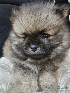 Photos supplémentaires: Chiot mâle Spitz de Poméranie