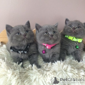 Photo №2 de l'annonce № 118714 de la vente british shorthair - acheter à La finlande 