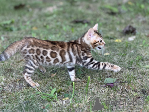 Photos supplémentaires: Garçon de la savane F2