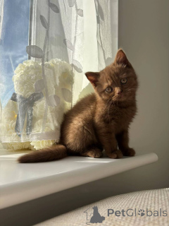 Photo №2 de l'annonce № 155478 de la vente british shorthair - acheter à Allemagne éleveur