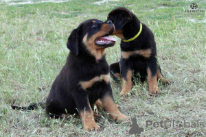 Photo №1. rottweiler - à vendre en ville de Helsinki | Gratuit | Annonce №160315