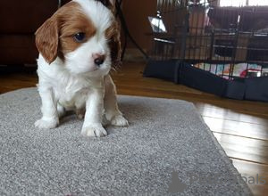 Photo №3. Chiots Cavalier King Charles.. USA