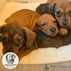 Photo №3. Les plus beaux chiots teckel uniquement des chiens Fulgrim. Allemagne