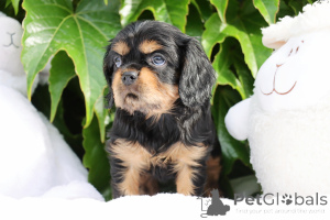 Photo №1. cavalier king charles spaniel - à vendre en ville de Lisbon | 2800€ | Annonce №141028