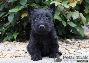 Photo №1. terrier écossais - à vendre en ville de Berlin | Gratuit | Annonce №125355