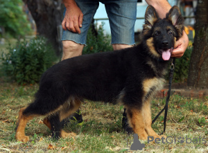 Photos supplémentaires: Magnifiques chiots berger allemand dsh.