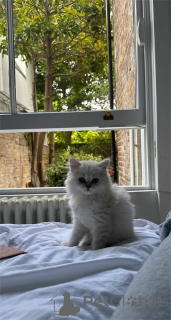 Photo №2 de l'annonce № 151547 de la vente british longhair - acheter à Allemagne 