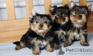 Photo №2 de l'annonce № 98143 de la vente yorkshire terrier - acheter à Pays Bas annonce privée