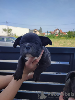 Photos supplémentaires: chiots bouledogue francais a vendre