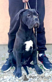 Photo №2 de l'annonce № 95672 de la vente cane corso - acheter à Serbie 