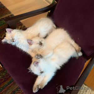 Photo №1. ragamuffin - à vendre en ville de Beverweg | 590€ | Annonce № 171976