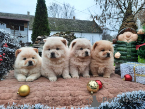 Photo №1. chow-chow - à vendre en ville de Belgrade | négocié | Annonce №125054