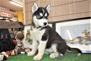 Photo №1. husky de sibérie - à vendre en ville de Calgary | 484€ | Annonce №174341