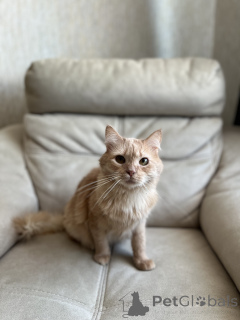 Photo №3. Charmant youtube. Biélorussie