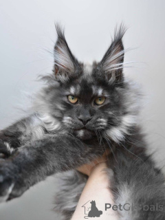 Photo №1. maine coon - à vendre en ville de Ledlange | négocié | Annonce № 155171