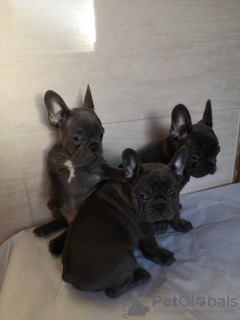 Photo №1. bouledogue - à vendre en ville de Дортмунд | 350€ | Annonce №108111