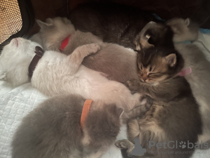 Photo №1. british shorthair - à vendre en ville de Франкфурт-на-Майне | négocié | Annonce № 100053