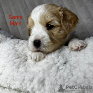 Photo №4. Je vais vendre cavalier king charles spaniel en ville de Hannover. annonce privée - prix - 1500€
