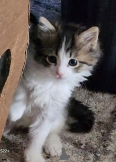 Photo №1. chat des forêts norvégiennes - à vendre en ville de Détamas | 350€ | Annonce № 147359