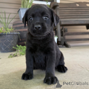 Photo №3. Mimi Labrador Retriever femelle de 9 semaines prête à rentrer à la maison. Allemagne