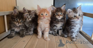 Photo №1. maine coon - à vendre en ville de Munich | négocié | Annonce № 163219