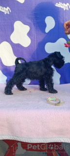 Photo №2 de l'annonce № 69160 de la vente schnauzer miniature - acheter à Serbie éleveur