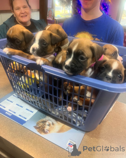 Photo №3. Magnifiques chiots Boxer élevés avec amour et soin. Pays Bas