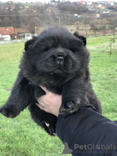 Photos supplémentaires: Chiots mâles Chow Chow à vendre !