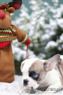 Photos supplémentaires: VIP bouledogue français chiot couleur rare merle bleu blanc noir fille et garçon