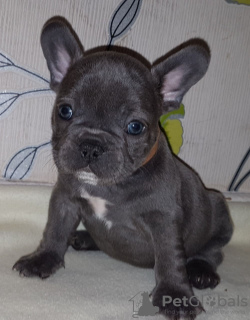 Photo №1. bouledogue - à vendre en ville de Londonderry | 400€ | Annonce №115324