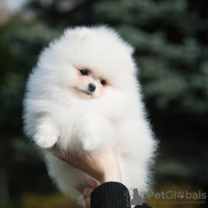 Photos supplémentaires: Chiots de Poméranie