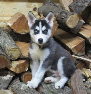 Photo №1. husky de sibérie - à vendre en ville de Anvers | Gratuit | Annonce №154297