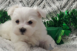 Photo №1. bichon maltais - à vendre en ville de Marietta | négocié | Annonce №110060